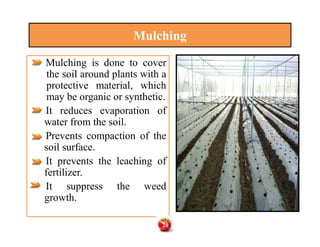 Mulching
Mulching is done to cover
the soil around plants with a
protective material, which
may be organic or synthetic.
It reduces evaporation of
water from the soil.
Prevents compaction of the
soil surface.
It prevents the leaching of
fertilizer.
It suppress the weed
growth.
Mulching is done to cover
the soil around plants with a
protective material, which
may be organic or synthetic.
It reduces evaporation of
water from the soil.
Prevents compaction of the
soil surface.
It prevents the leaching of
fertilizer.
It suppress the weed
growth.
20
 