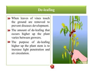 De-leafing
When leaves of vines touch
the ground are removed to
prevent diseases development.
The amount of de-leafing that
occurs higher up the plant
varies between growers.
The purpose of de-leafing
higher up the plant stem is to
increase light penetration and
air circulation.
When leaves of vines touch
the ground are removed to
prevent diseases development.
The amount of de-leafing that
occurs higher up the plant
varies between growers.
The purpose of de-leafing
higher up the plant stem is to
increase light penetration and
air circulation.
24
 