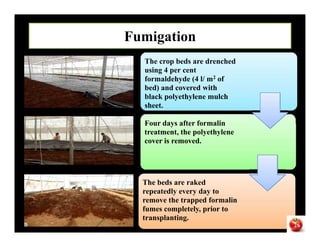 The crop beds are drenched
using 4 per cent
formaldehyde (4 l/ m2 of
bed) and covered with
black polyethylene mulch
sheet.
Four days after formalin
treatment, the polyethylene
cover is removed.
Fumigation
Four days after formalin
treatment, the polyethylene
cover is removed.
The beds are raked
repeatedly every day to
remove the trapped formalin
fumes completely, prior to
transplanting.
26
 