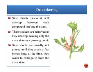 Side shoots (suckers) will
develop between each
compound leaf and the stem.
These suckers are removed as
they develop, leaving only the
main stem as a growing point.
Side shoots are usually not
pruned until they attain a few
inches long, at the time, they
easier to distinguish from the
main stem.
De-suckering
Side shoots (suckers) will
develop between each
compound leaf and the stem.
These suckers are removed as
they develop, leaving only the
main stem as a growing point.
Side shoots are usually not
pruned until they attain a few
inches long, at the time, they
easier to distinguish from the
main stem.
27
 