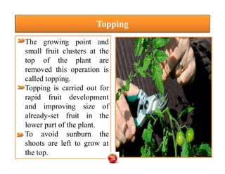 The growing point and
small fruit clusters at the
top of the plant are
removed this operation is
called topping.
Topping is carried out for
rapid fruit development
and improving size of
already-set fruit in the
lower part of the plant.
To avoid sunburn the
shoots are left to grow at
the top.
Topping
The growing point and
small fruit clusters at the
top of the plant are
removed this operation is
called topping.
Topping is carried out for
rapid fruit development
and improving size of
already-set fruit in the
lower part of the plant.
To avoid sunburn the
shoots are left to grow at
the top.
28
 