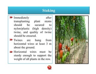 Staking
Immediately after
transplanting plant stems
should be secured to
nylon/plastic (high density)
twine, and quality of twine
should be ensured.
Twines are hung from
horizontal wires at least 3 m
about the ground.
Horizontal wires must be
sturdy enough to support the
weight of all plants in the row.
Immediately after
transplanting plant stems
should be secured to
nylon/plastic (high density)
twine, and quality of twine
should be ensured.
Twines are hung from
horizontal wires at least 3 m
about the ground.
Horizontal wires must be
sturdy enough to support the
weight of all plants in the row.
29
 