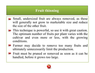 Fruit thinningFruit thinning
Small, undersized fruit are always removed, as these
will generally not grow to marketable size and reduce
the size of the other fruit.
This technique is powerful, so use it with great caution.
The optimum number of fruits per plant varies with the
cultivar and even more or less, with the growing
conditions.
Farmer may decide to remove too many fruits and
ultimately unnecessarily limit the production.
Fruit must be pruned or removed as soon as it can be
handled, before it grows too large.
Small, undersized fruit are always removed, as these
will generally not grow to marketable size and reduce
the size of the other fruit.
This technique is powerful, so use it with great caution.
The optimum number of fruits per plant varies with the
cultivar and even more or less, with the growing
conditions.
Farmer may decide to remove too many fruits and
ultimately unnecessarily limit the production.
Fruit must be pruned or removed as soon as it can be
handled, before it grows too large.
30
 