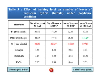 Table 3 : Effect of training level on number of leaves of
capsicum hybrid (buffalo) under polyhouse
condition
Table 3 : Effect of training level on number of leaves of
capsicum hybrid (buffalo) under polyhouse
condition
Treatment
No. of leaves at
30 DAP
No. of leaves at
60 DAP
No. of leaves at
90 DAP
No. of leaves
at 120 DAP
P1 (Two shoots) 36.66 71.20 92.49 99.61
P2 (Three shoots) 41.89 77.48 98.61 111.29P2 (Three shoots) 41.89 77.48 98.61 111.29
P3 (Four shoots) 50.01 85.37 111.60 119.61
S.Em(±) 1.38 2.31 2.85 3.43
LSD(0.05) 4.13 6.93 8.53 10.29
CV% 9.63 8.89 8.46 9.35
Thakur et al. (2018)Samastipur, Bihar 36
 
