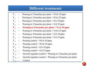 Different treatmentsDifferent treatments
T 1 - Pruning to 2 branches per plant + NAA 10 ppm
T 2 - Pruning to 2 branches per plant + NAA 25 ppm
T 3 - Pruning to 2 branches per plant + GA 10 ppm
T 4 - Pruning to 2 branches per plant + GA 25 ppm
T 5 - Pruning to 4 branches per plant + NAA 10 ppm
T 6 - Pruning to 4 branches per plant + NAA 25 ppm
T 7 - Pruning to 4 branches per plant + GA 10 ppm
T 8 - Pruning to 4 branches per plant + GA 25 ppm
T 9 - Pruning control + NAA 10 ppm,
T 10 - Pruning control + NAA 25 ppm,
T 11 - Pruning control + GA 10 ppm
T 12 - Pruning control + GA 25 ppm
T 13 - Growth regulator control + Pruning to 2 branches per plant
T 14 - Growth regulator control + Pruning to 4 branches per plant
T 15 - Control
T 1 - Pruning to 2 branches per plant + NAA 10 ppm
T 2 - Pruning to 2 branches per plant + NAA 25 ppm
T 3 - Pruning to 2 branches per plant + GA 10 ppm
T 4 - Pruning to 2 branches per plant + GA 25 ppm
T 5 - Pruning to 4 branches per plant + NAA 10 ppm
T 6 - Pruning to 4 branches per plant + NAA 25 ppm
T 7 - Pruning to 4 branches per plant + GA 10 ppm
T 8 - Pruning to 4 branches per plant + GA 25 ppm
T 9 - Pruning control + NAA 10 ppm,
T 10 - Pruning control + NAA 25 ppm,
T 11 - Pruning control + GA 10 ppm
T 12 - Pruning control + GA 25 ppm
T 13 - Growth regulator control + Pruning to 2 branches per plant
T 14 - Growth regulator control + Pruning to 4 branches per plant
T 15 - Control
42
 