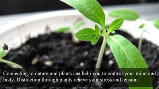 Connecting to nature and plants can help you to control your mind and
body. Distraction through plants relieve your stress and tension
 