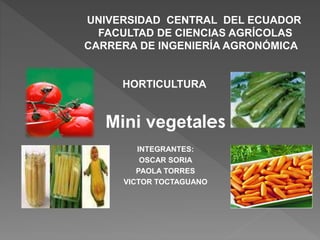 UNIVERSIDAD CENTRAL DEL ECUADOR 
FACULTAD DE CIENCIAS AGRÍCOLAS 
CARRERA DE INGENIERÍA AGRONÓMICA 
HORTICULTURA 
Mini vegetales 
INTEGRANTES: 
OSCAR SORIA 
PAOLA TORRES 
VICTOR TOCTAGUANO 
 