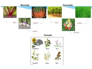 Pomology Examples Horticulture Pomology → Olericulture → Floriculture → Plantation Crops ...