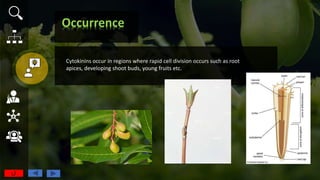 Plant growth hormones | PPTX