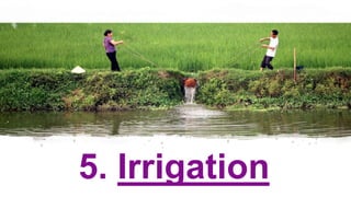 5. Irrigation
 