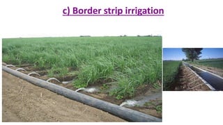 c) Border strip irrigation
 