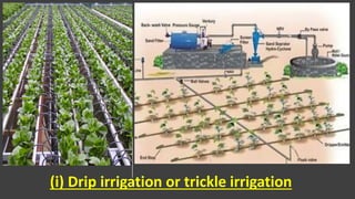 (i) Drip irrigation or trickle irrigation
 