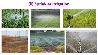 (ii) Sprinkler irrigation
 