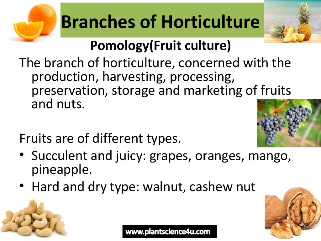Horticulture introduction Definition and Branches of Horticulture