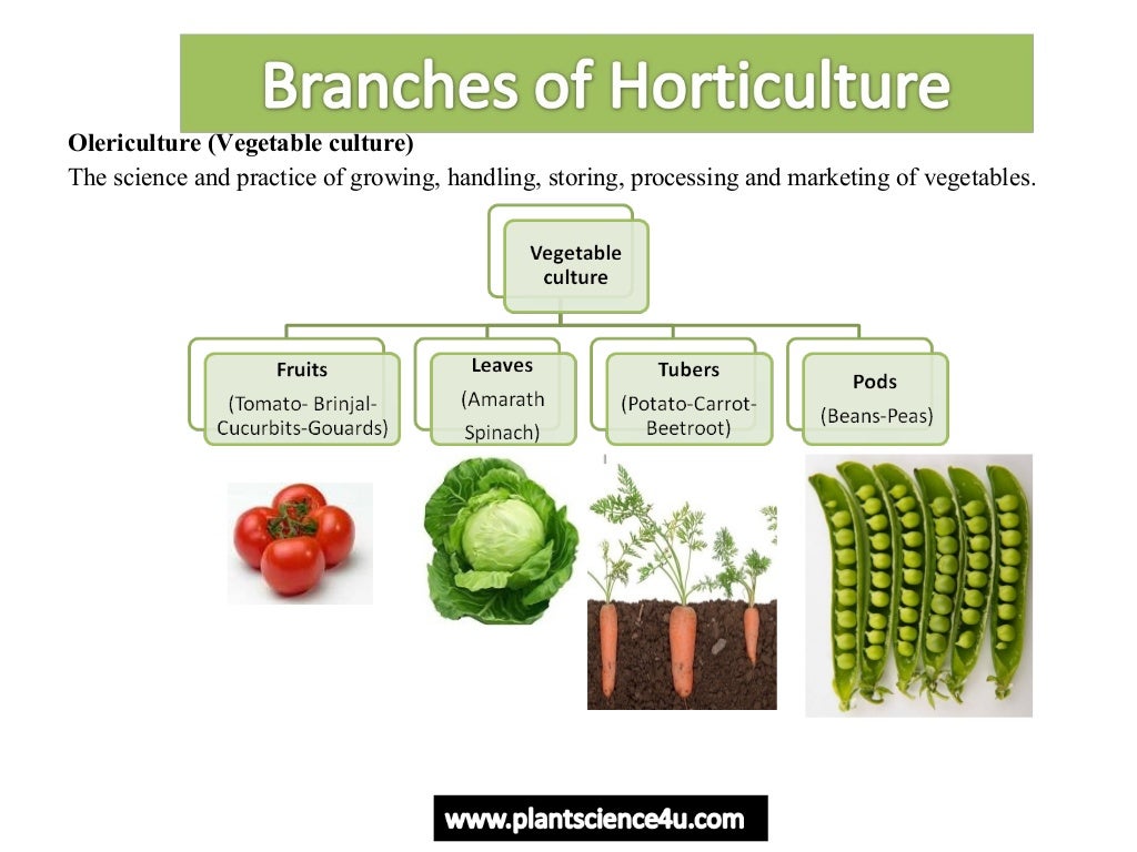 Horticulture introduction Definition and Branches of Horticulture