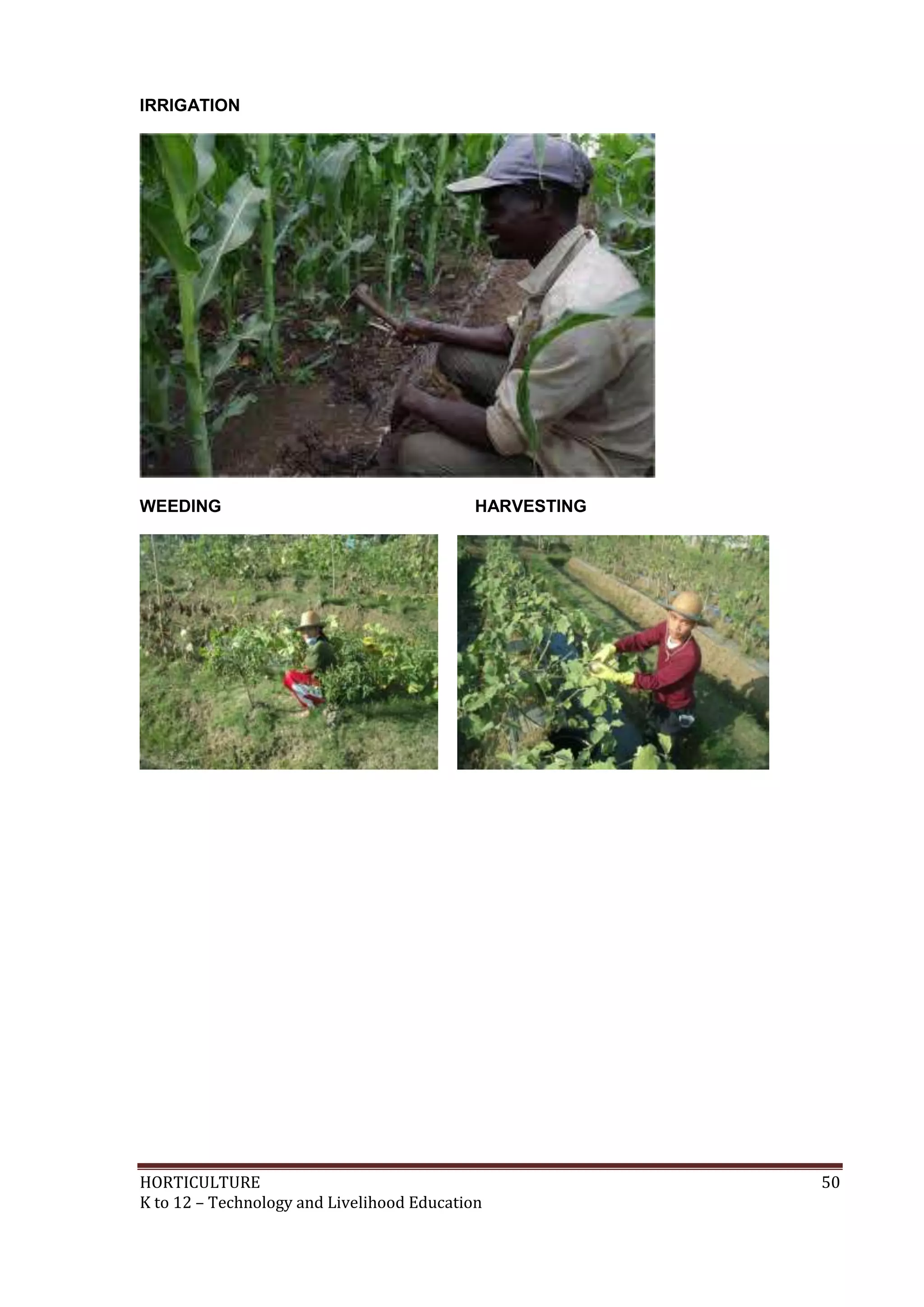 HORTICULTURE 50
K to 12 – Technology and Livelihood Education
IRRIGATION
WEEDING HARVESTING
 