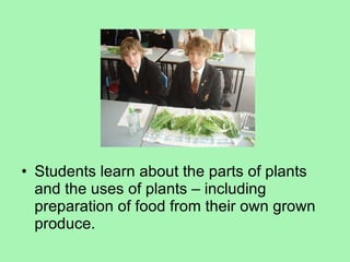 Students learn about the parts of plants and the uses of plants – including preparation of food from their own grown produce. 