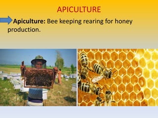 Horticultur eppt (1) | PPTX