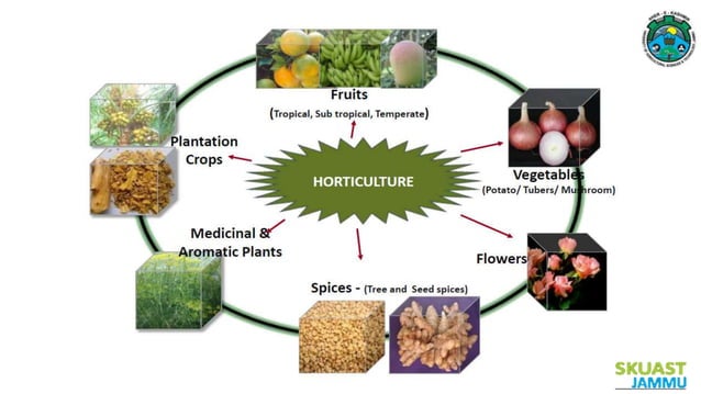 Horticulture Scenario in India | PPTX | Agriculture | Industries