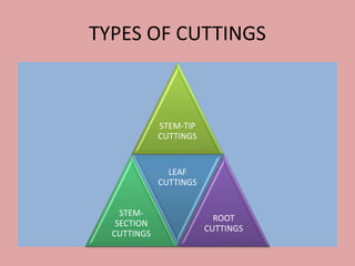 Horticulture cuttings technique | PPTX