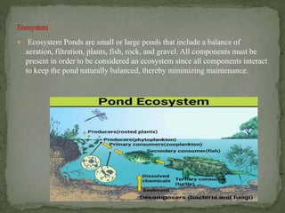  Ecosystem Ponds are small or large ponds that include a balance of
aeration, filtration, plants, fish, rock, and gravel. All components must be
present in order to be considered an ecosystem since all components interact
to keep the pond naturally balanced, thereby minimizing maintenance.
 