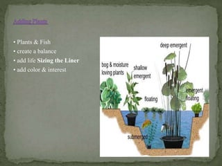 • Plants & Fish
• create a balance
• add life Sizing the Liner
• add color & interest
 