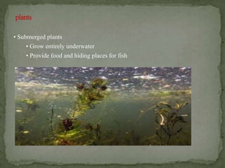 • Submerged plants
• Grow entirely underwater
• Provide food and hiding places for fish
 