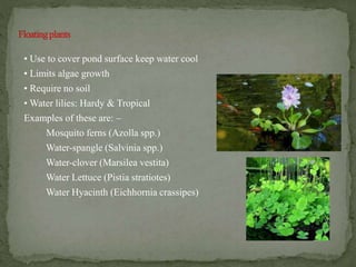 • Use to cover pond surface keep water cool
• Limits algae growth
• Require no soil
• Water lilies: Hardy & Tropical
Examples of these are: –
Mosquito ferns (Azolla spp.)
Water-spangle (Salvinia spp.)
Water-clover (Marsilea vestita)
Water Lettuce (Pistia stratiotes)
Water Hyacinth (Eichhornia crassipes)
 