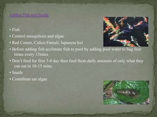 • Fish
• Control mosquitoes and algae
• Red Comet, Calico Fantail, Japanese koi
• Before adding fish acclimate fish to pool by adding pool water to bag four
times every 15mins
• Don’t feed for first 3-4 day then feed them daily amounts of only what they
can eat in 10-15 mins.
• Snails
• Contribute eat algae
 