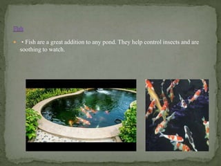  • Fish are a great addition to any pond. They help control insects and are
soothing to watch.
 