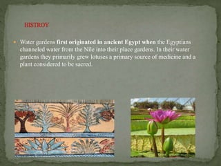  Water gardens first originated in ancient Egypt when the Egyptians
channeled water from the Nile into their place gardens. In their water
gardens they primarily grew lotuses a primary source of medicine and a
plant considered to be sacred.
 