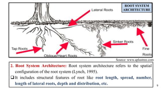 Plant Architecture to Boost Quality Production in Fruit crops.pptx