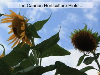 The Cannon Horticulture Plots...
 