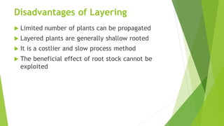Disadvantages of Layering
 Limited number of plants can be propagated
 Layered plants are generally shallow rooted
 It is a costlier and slow process method
 The beneficial effect of root stock cannot be
exploited
 