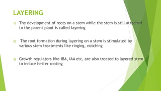 LAYERING
1) The development of roots on a stem while the stem is still attached
to the parent plant is called layering
2) The root formation during layering on a stem is stimulated by
various stem treatments like ringing, notching
3) Growth regulators like IBA, IAA etc, are also treated to layered stem
to induce better rooting
 