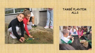TAMBÉ PLANTEM
ALLS

 