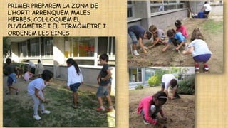 PRIMER PREPAREM LA ZONA DE
L’HORT: ARRENQUEM MALES
HERBES, COL·LOQUEM EL
PUVIÒMETRE I EL TERMÒMETRE I
ORDENEM LES EINES

 