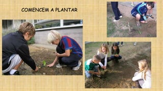 COMENCEM A PLANTAR

 
