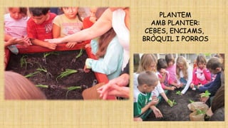 PLANTEM
AMB PLANTER:
CEBES, ENCIAMS,
BRÒQUIL I PORROS

 
