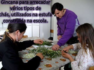 Gincana para arrecadar vários tipos de chás, utilizados na estufa construída na escola.