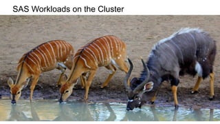 SAS Workloads on the Cluster 
Copyright © 2014, SAS Institute Inc. All rights reserved. 
 