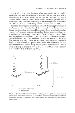 It is worth noting that at least two other fruit species have a roughly
similar architectural development to that of apple tree: pear tree, which
also belongs to the Rosaceae family, and walnut tree from the Juglan-
daceae family. Indeed, walnut trees have a rhythmic growth, and a
monopodial and acrotonic branching until flowering occurs (Sabatier et
al. 1998; Sabatier and Barthélémy 1999; Solar and Stampar 2003).
Terminal flowering is a discriminant feature between apple as opposed
to Prunus species, since in these latter species flowers differentiate in
lateral positions along one-year-old shoots, while the apical bud remains
vegetative. Two cases can be distinguished that correspond to cherry or
to apricot and peach trees, respectively (Fig. 1.5). In cherry trees, flow-
ers differentiate in lateral buds located on the preformed zone of the one-
year-old shoots. Thus, after bud burst, flowers are located on the basal
part of short and long shoots and are clearly separate from vegetative
buds. In both apricot and peach trees, floral bud differentiation can
occur in meristems located along the one-year-old shoots either directly
in an axillary position or on prophylls (i.e., the first two foliar organs of
a shoot) of axillary buds (see Fig. 1.6a).
12 E. COSTES, P. É. LAURI, AND J. L. REGNARD
Flower or inflorescence
Vegetative bud
1-year-old shoot
2-year-old shoot
Short shoots
(a) (b)
Fig. 1.5. Location of floral differentiation with respect to vegetative buds and shoot
organization in two Prunus species: (a) cherry tree—complete separation between floral
and vegetative zones; (b) apricot or peach tree—flowers and vegetative buds associated at
same nodes.
 