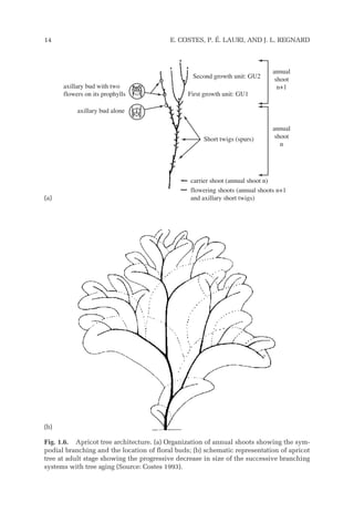 14 E. COSTES, P. É. LAURI, AND J. L. REGNARD
carrier shoot (annual shoot n)
flowering shoots (annual shoots n+1
and axillary short twigs)
axillary bud alone
axillary bud with two
flowers on its prophylls
Short twigs (spurs)
Second growth unit: GU2
First growth unit: GU1
annual
shoot
n+1
annual
shoot
n
Fig. 1.6. Apricot tree architecture. (a) Organization of annual shoots showing the sym-
podial branching and the location of floral buds; (b) schematic representation of apricot
tree at adult stage showing the progressive decrease in size of the successive branching
systems with tree aging (Source: Costes 1993).
(a)
(b)
 