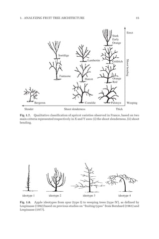 1. ANALYZING FRUIT TREE ARCHITECTURE 15
Erect
Weeping
Stark
Early
Orange
Goldrich
Orange
Red
Palsteyn
Slender Thick
Shoot slenderness
Shoot
bending
Bergeron
Sortilège
Fantasme
Lambertin
Harcot
Comédie
Fig. 1.7. Qualitative classification of apricot varieties observed in France, based on two
main criteria represented respectively in X and Y axes: (i) the shoot slenderness, (ii) shoot
bending.
ideotype 1 ideotype 2 ideotype 3 ideotype 4
Fig. 1.8. Apple ideotypes from spur (type I) to weeping trees (type IV), as defined by
Lespinasse (1992) based on previous studies on “fruiting types” from Bernhard (1961) and
Lespinasse (1977).
 