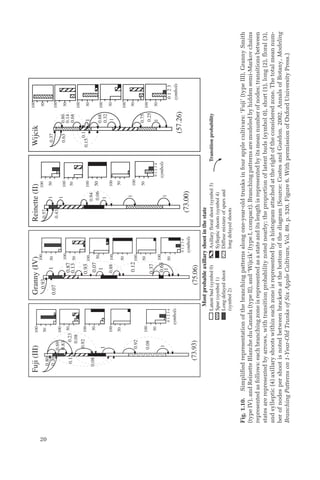 20
0.80
0.69
0.23
0.08
0.83
0.1
0.92
0.08
1
0.92
0.08
1
(73.93)
100
50
100
50
100
50
100
50
100
50
0
1
2
3
4
(75.06)
0.93
0.07
1
0.87
0.13
0.93
0.07
1
0.12
0.37
0.63
1
100
50
100
50
100
50
100
50
100
50
100
50
0
1
2
3
4
(
73.00)
0.57
0.43
1
1
1
1
1
0.06
0
1
2
3
4
100
50
100
50
100
50
100
50
100
50
Latent
bud
(symbol
0)
Spur
(symbol
1)
Long
delayed
shoot
(symbol
2)
Most
probable
axillary
shoot
in
the
state
Axillary
floral
shoot
(symbol
3)
Sylleptic
shoots
(symbol
4)
Diffuse
mixture
of
spurs
and
long
delayed
shoots
Transition
probability
0.1
1
1
1
100
50
100
50
100
50
100
50
0
1
2
3
symbols
100
50
100
50
Fuji
(III)
Granny
(IV)
Wijcik
(57.26)
0.15
0.25
0.75
0.32
0.68
0.68
0.14
0.86
0.37
0.63
0.94
0.88
0.20
Reinette
(II)
symbols
symbols
symbols
Fig.
1.10.
Simplified
representation
of
the
branching
patterns
along
one-year-old
trunks
in
four
apple
cultivars:
‘Fuji’
(type
III),
Granny
Smith
(type
IV),
and
Reinette
Blanche
du
Canada
(type
II),
and
‘Wijcik’
(type
I,
compact).
Branching
patterns
are
modeled
by
hidden
semi-Markov
chains
represented
as
follows:
each
branching
zone
is
represented
as
a
state
and
its
length
is
represented
by
its
mean
number
of
nodes;
transitions
between
states
are
represented
by
arrows,
with
transition
probability
noted
nearby;
the
proportion
of
latent
buds
(symbol
0),
short
(1),
long
(2),
floral
(3),
and
sylleptic
(4)
axillary
shoots
within
each
zone
is
represented
by
a
histogram
attached
at
the
right
of
the
considered
zone.
The
total
mean
num-
ber
of
nodes
per
shoot
is
noted
between
brackets
at
the
bottom
of
the
diagram
(Source:
Costes
and
Guédon.
2002.
Annals
of
Botany,
Modeling
Branching
Patterns
on
1-Year-Old
Trunks
of
Six
Apple
Cultivars,
Vol.
89,
p.
520,
Figure
6.
With
permission
of
Oxford
University
Press.)
 