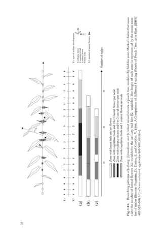 22
(a)
(b)
(c)
X1:
type
of
axillary
development
3
sylleptic
shoot
2
vegetative
bud
1
central
flower
0
blind
node
X2:
number
of
lateral
flowers
0
0
0
0
0
0
3
3
3
3
2
2
2
1
1
1
1
2
2
2
1
2
1
0
0
0
0
0
0
0
0
0
0
0
0
2
2
1
10
20
30
X2
0
0
0
0
0
0
3
3
3
3
2
2
2
1
1
1
1
X1
2
2
2
1
2
1
0
0
0
0
0
0
0
0
0
0
0
0
2
2
1
10
20
30
10
20
30
Zone
with
latent
buds
and
no
flower
Zone
with
vegetative
buds
and
0
to
1
lateral
flower
per
node
Zone
with
sylleptic
shoots
and
0
to
2
lateral
flowers
per
node
Zone
with
vegetative
buds
and
1
central
flower
per
node
Number
of
nodes
Fig.
1.11.
Branching
patterns
of
(a)
long,
(b)
medium,
and
(c)
short
mixed
shoots
of
peach
tree,
modeled
by
hidden
semi-Markov
chains
that
asso-
ciate
the
number
of
lateral
flowers
(X2
variable)
to
the
axillary
bud
fate
(X1
variable).
The
length
of
each
zone
is
represented
by
the
mean
num-
ber
of
nodes
(Source:
Fournier,
D.,
Costes,
E.
and
Guédon,
Y.
1998.
A
Comparison
of
Different
Fruiting
Shoots
of
Peach
Tree.
Acta
Hort.
(ISHS)
465:557–566
http://www.actahort.org/books/465/465_69.htm).
 