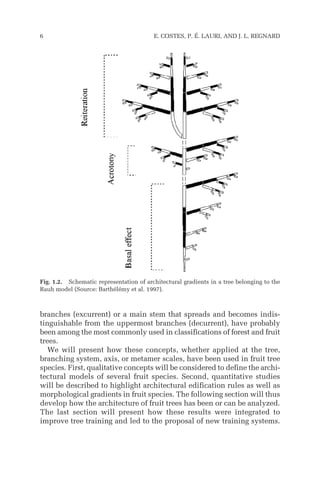 branches (excurrent) or a main stem that spreads and becomes indis-
tinguishable from the uppermost branches (decurrent), have probably
been among the most commonly used in classifications of forest and fruit
trees.
We will present how these concepts, whether applied at the tree,
branching system, axis, or metamer scales, have been used in fruit tree
species. First, qualitative concepts will be considered to define the archi-
tectural models of several fruit species. Second, quantitative studies
will be described to highlight architectural edification rules as well as
morphological gradients in fruit species. The following section will thus
develop how the architecture of fruit trees has been or can be analyzed.
The last section will present how these results were integrated to
improve tree training and led to the proposal of new training systems.
6 E. COSTES, P. É. LAURI, AND J. L. REGNARD
Fig. 1.2. Schematic representation of architectural gradients in a tree belonging to the
Rauh model (Source: Barthélémy et al. 1997).
 