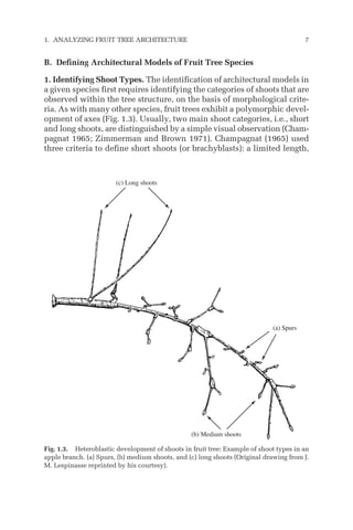 B. Defining Architectural Models of Fruit Tree Species
1. Identifying Shoot Types. The identification of architectural models in
a given species first requires identifying the categories of shoots that are
observed within the tree structure, on the basis of morphological crite-
ria. As with many other species, fruit trees exhibit a polymorphic devel-
opment of axes (Fig. 1.3). Usually, two main shoot categories, i.e., short
and long shoots, are distinguished by a simple visual observation (Cham-
pagnat 1965; Zimmerman and Brown 1971). Champagnat (1965) used
three criteria to define short shoots (or brachyblasts): a limited length,
1. ANALYZING FRUIT TREE ARCHITECTURE 7
(a) Spurs
(b) Medium shoots
(c) Long shoots
Fig. 1.3. Heteroblastic development of shoots in fruit tree: Example of shoot types in an
apple branch. (a) Spurs, (b) medium shoots, and (c) long shoots (Original drawing from J.
M. Lespinasse reprinted by his courtesy).
 