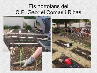 Els hortolans del
C.P. Gabriel Comas i Ribas
 