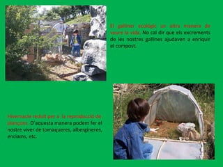El galliner ecològic un altra manera de veure la vida.  No cal dir que els excrements de les nostres gallines ajudaven a enriquir el compost.  Hivernacle reduït per a  la reproducció de plançons.  D’aquesta manera podem fer el nostre viver de tomaqueres, albergineres, enciams, etc.  